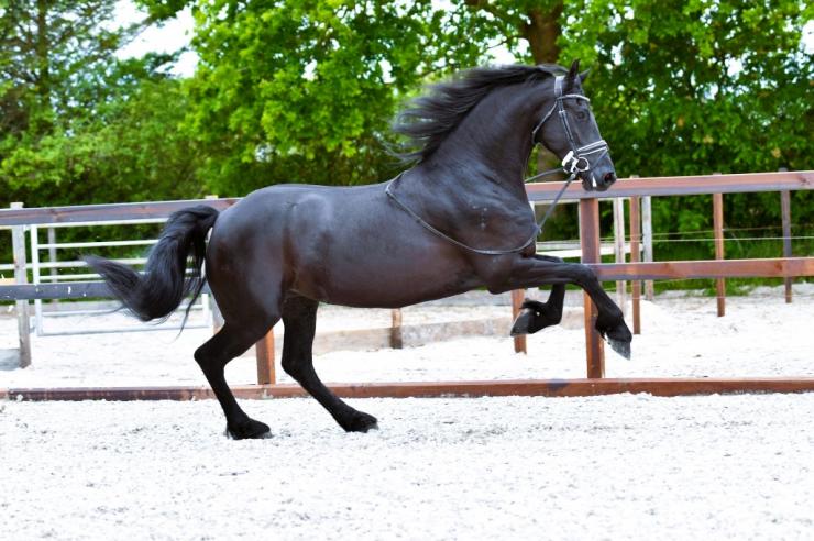 Gallery Photo of Rinske STER SPORT AA - #4