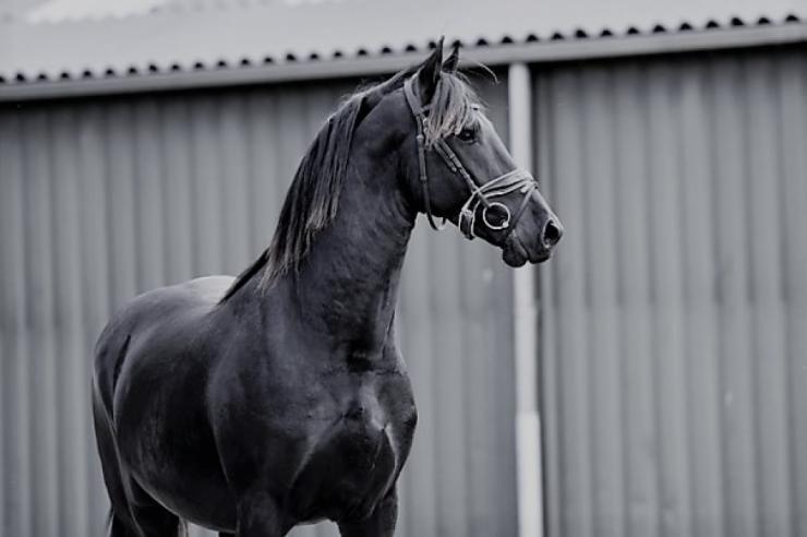 Gallery Photo of DUCATI All Blacks - #1