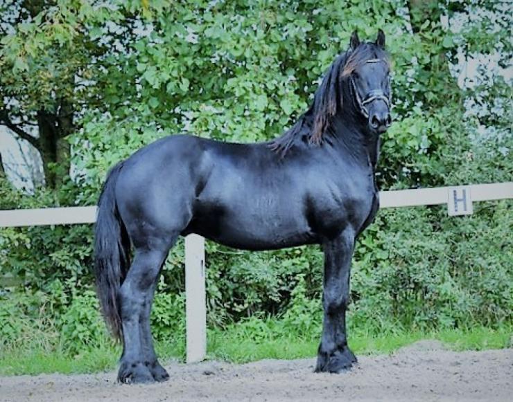 Gallery Photo of DUCATI All Blacks - #3