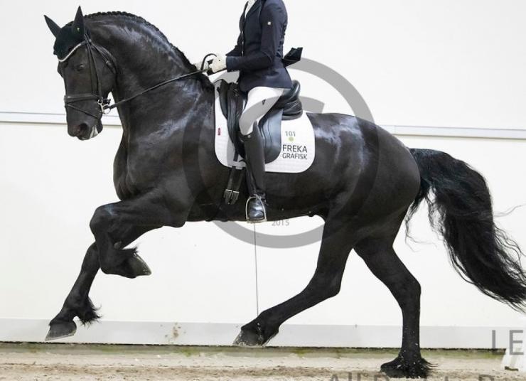 Gallery Photo of Phryso STER and SPORT - #17