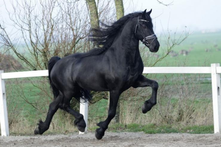 Gallery Photo of TWIX STER SPORT - #31