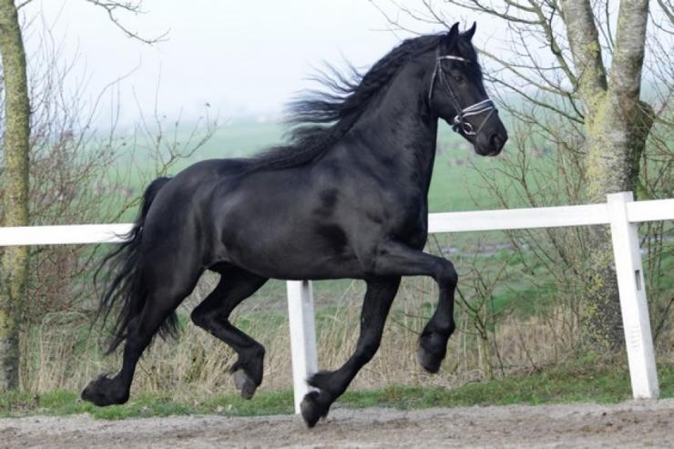 Gallery Photo of TWIX STER SPORT - #32
