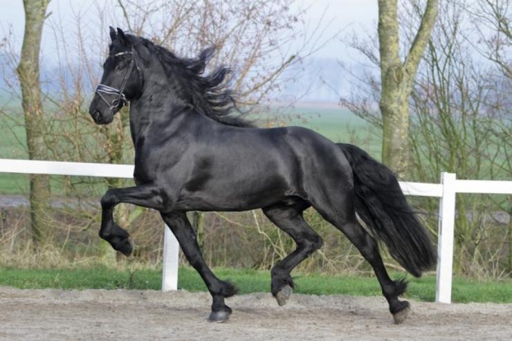 Gallery Photo of TWIX STER SPORT - #33