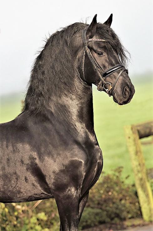 Gallery Photo of DIMITRI - #17