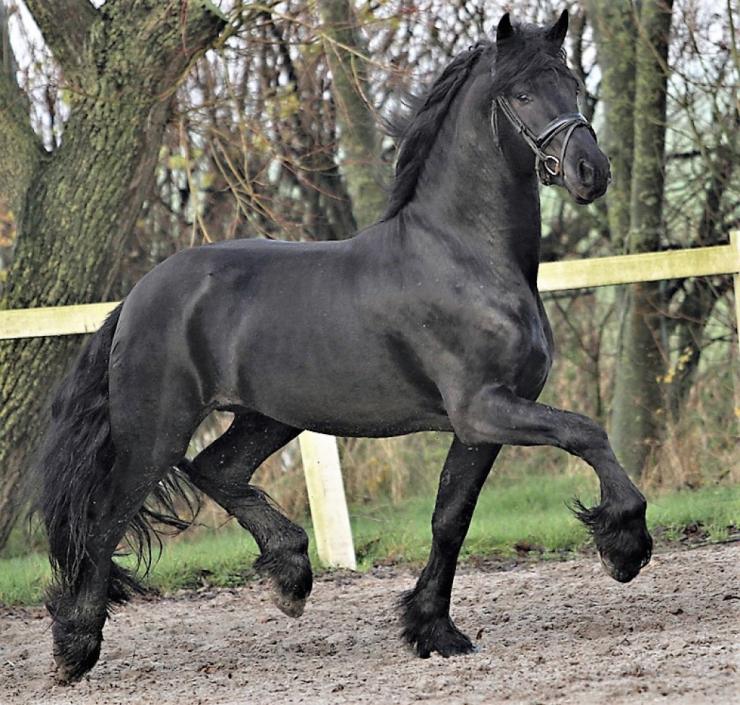 Gallery Photo of DIMITRI - #23