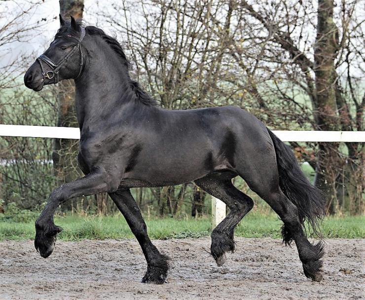 Gallery Photo of DIMITRI - #7