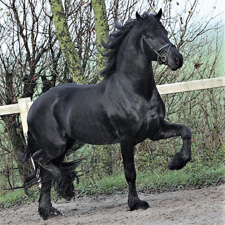 Gallery Photo of DIMITRI - #10