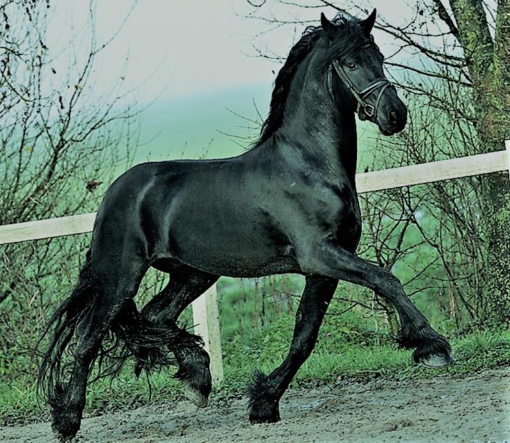 Gallery Photo of DIMITRI - #1