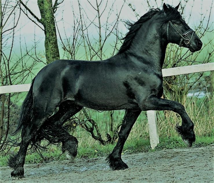 Gallery Photo of DIMITRI - #12