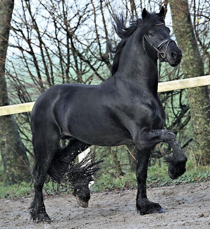 Gallery Photo of DIMITRI - #14