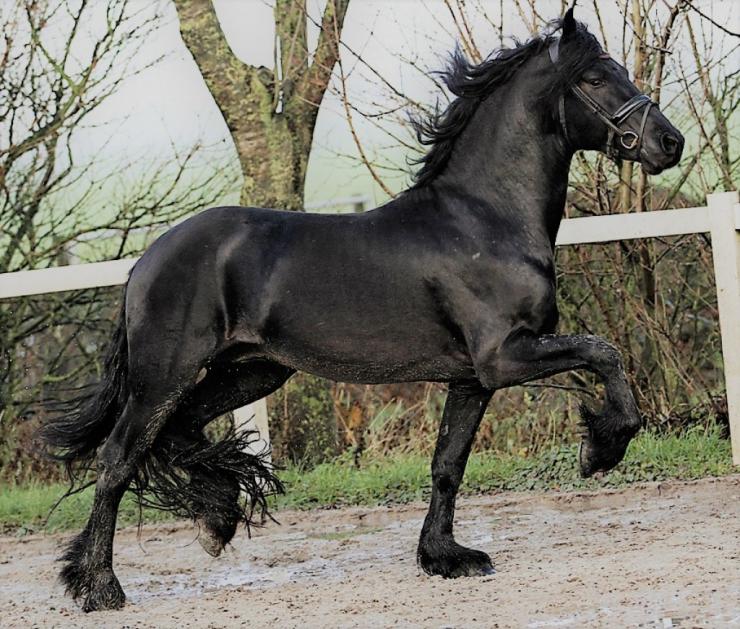 Gallery Photo of DIMITRI - #16