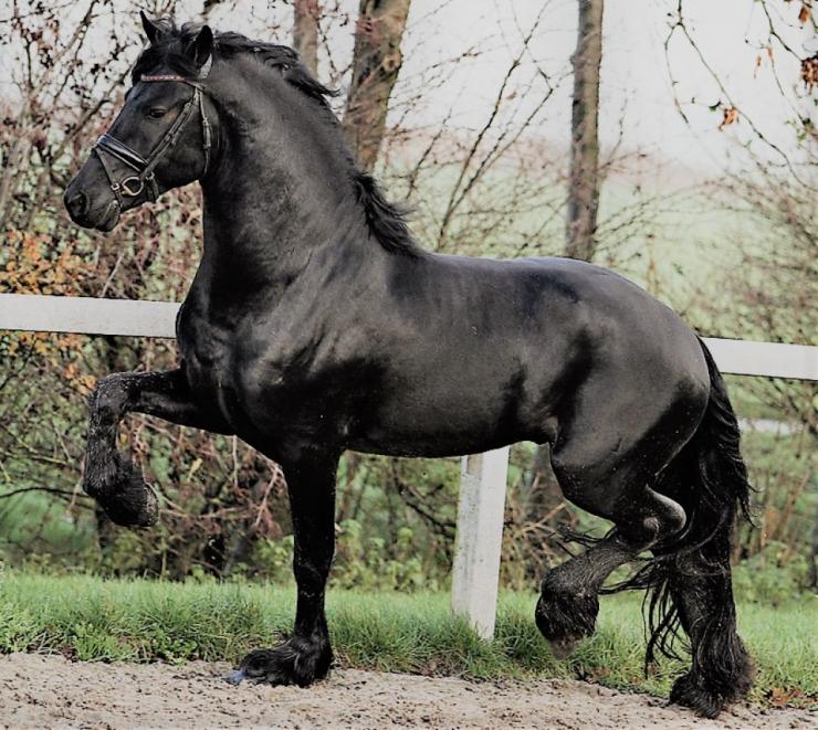 Gallery Photo of DIMITRI - #19