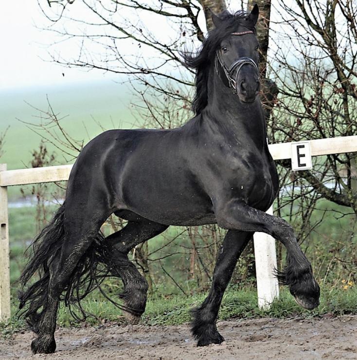 Gallery Photo of DIMITRI - #24