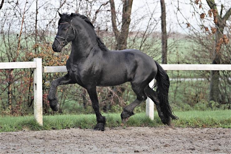 Gallery Photo of DIMITRI - #8