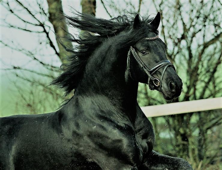 Gallery Photo of DIMITRI - #4