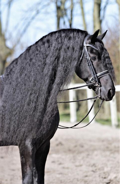 Gallery Photo of Pinot Noir STER SPORT - #8