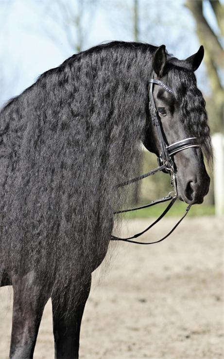 Gallery Photo of Pinot Noir STER SPORT - #24