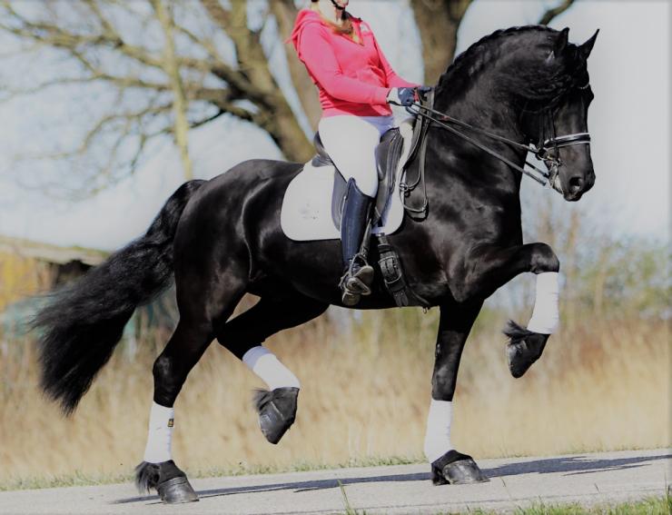 Gallery Photo of Pinot Noir STER SPORT - #22