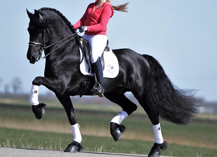 Gallery Photo of Pinot Noir STER SPORT - #35