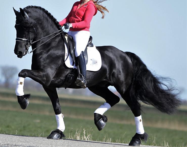 Gallery Photo of Pinot Noir STER SPORT - #28