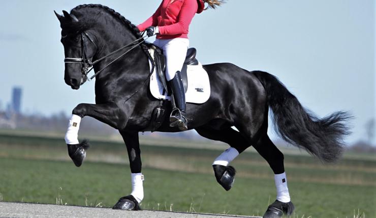 Gallery Photo of Pinot Noir STER SPORT - #37