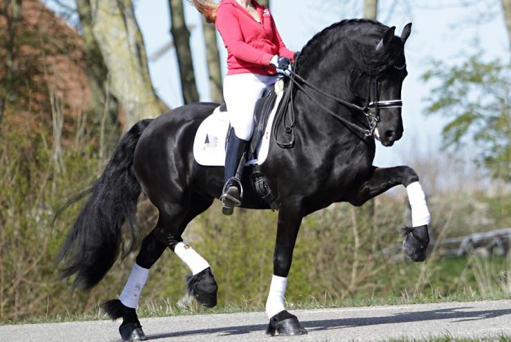 Gallery Photo of Pinot Noir STER SPORT - #39