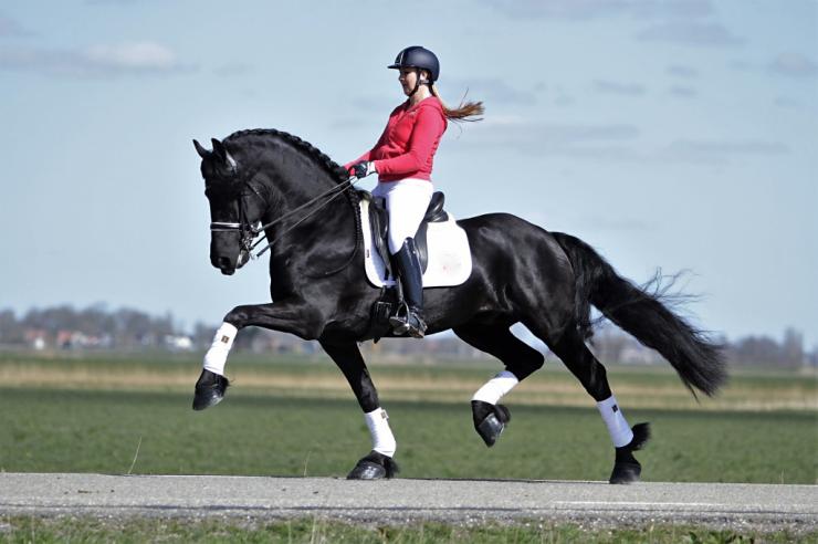 Gallery Photo of Pinot Noir STER SPORT - #40