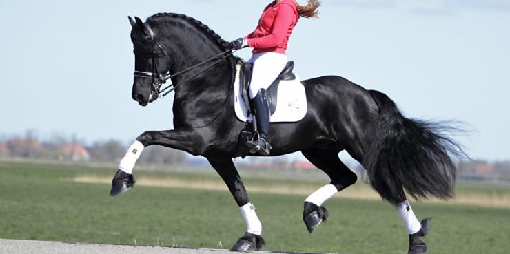 Gallery Photo of Pinot Noir STER SPORT - #14