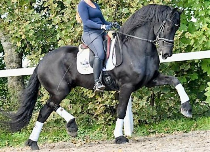 Gallery Photo of Norbit SPORT - #8