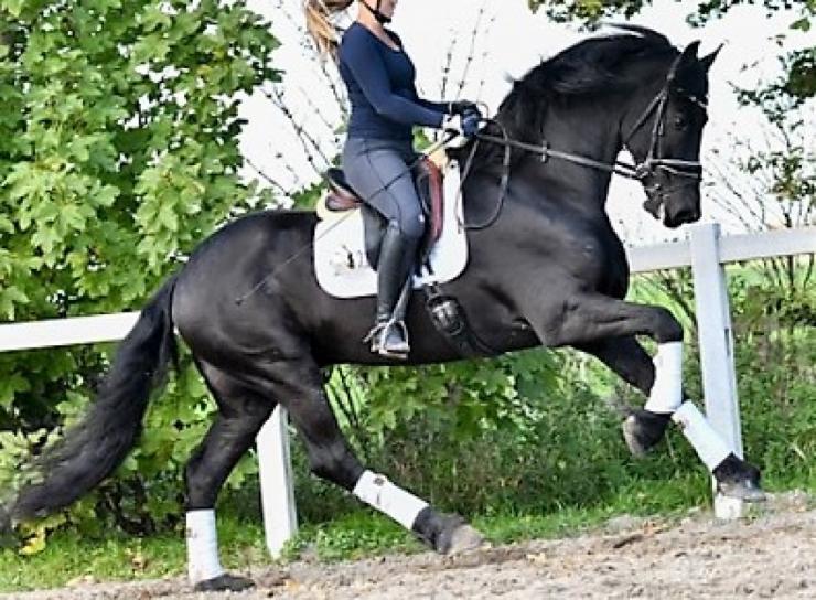 Gallery Photo of Norbit SPORT - #11