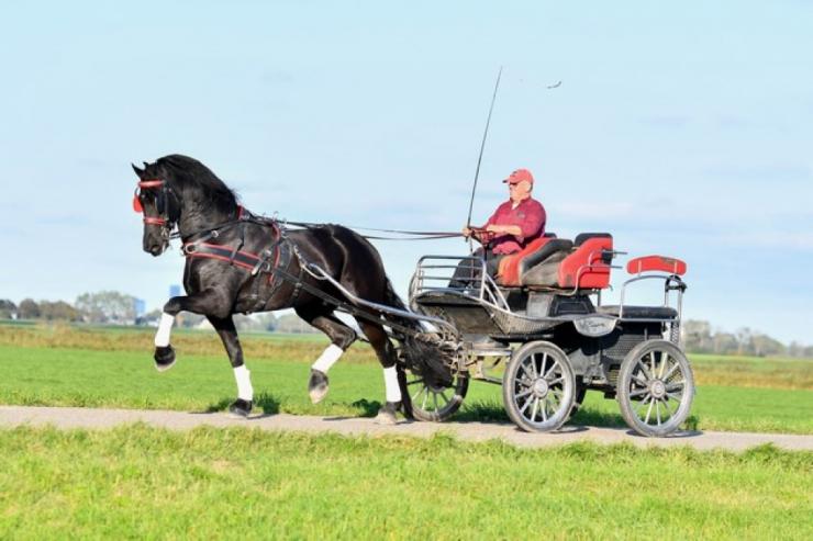Gallery Photo of Norbit SPORT - #14