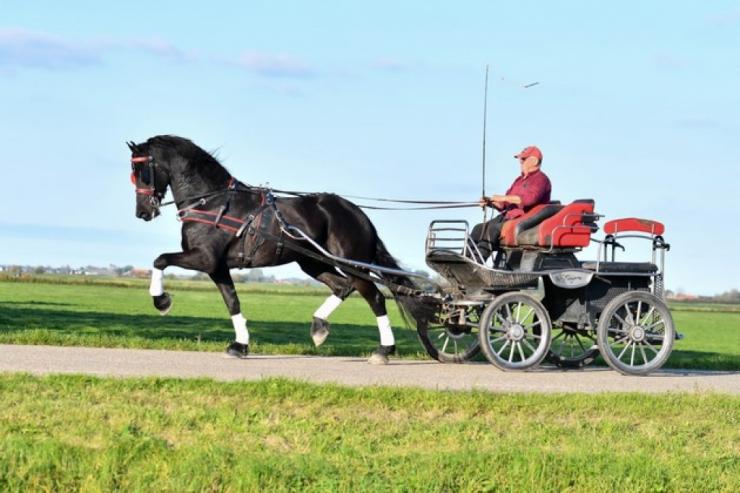 Gallery Photo of Norbit SPORT - #16