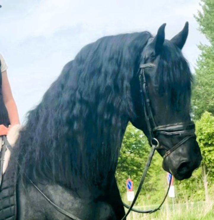 Gallery Photo of STERLING OBSIDEON - #15