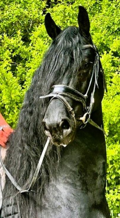 Gallery Photo of STERLING OBSIDEON - #25