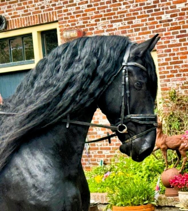 Gallery Photo of STERLING OBSIDEON - #5