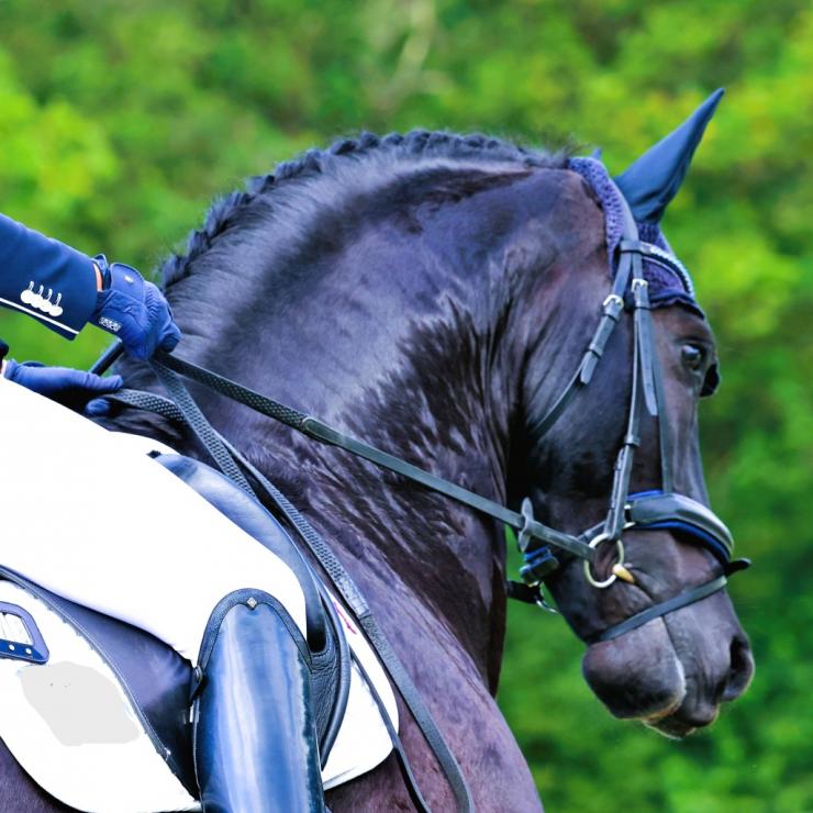 Gallery Photo of RONAN STER SPORT - #46