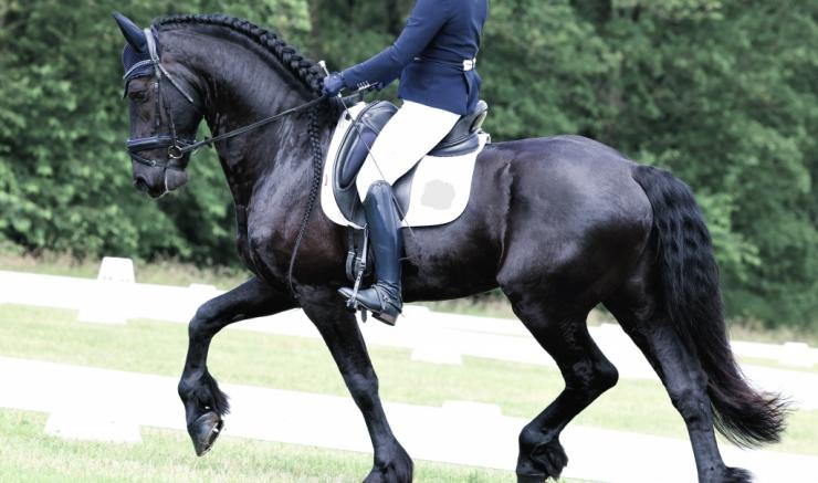 Gallery Photo of RONAN STER SPORT - #47