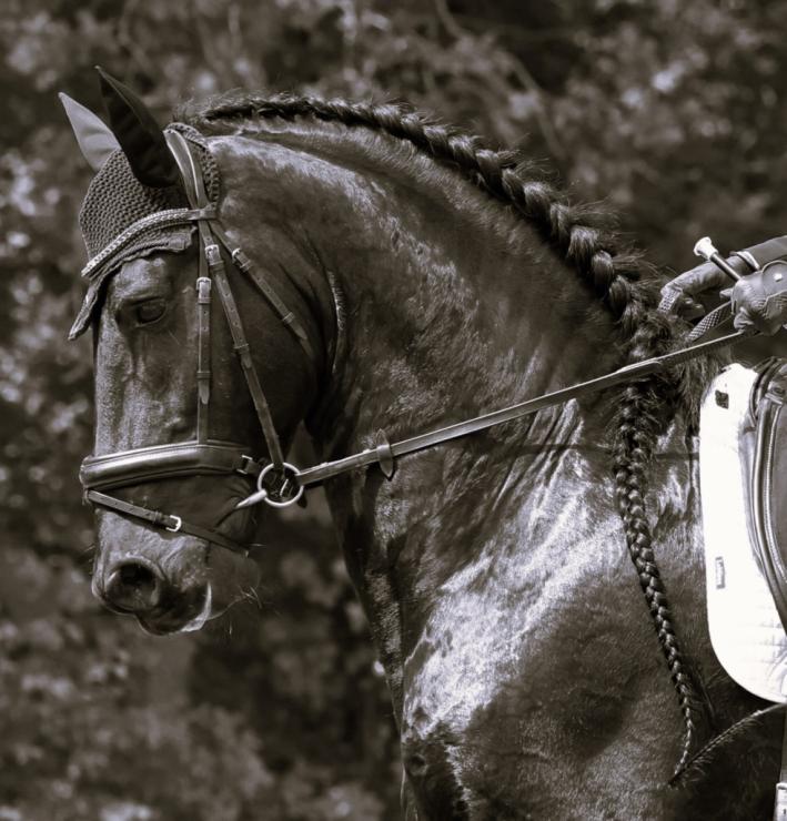 Gallery Photo of RONAN STER SPORT - #48