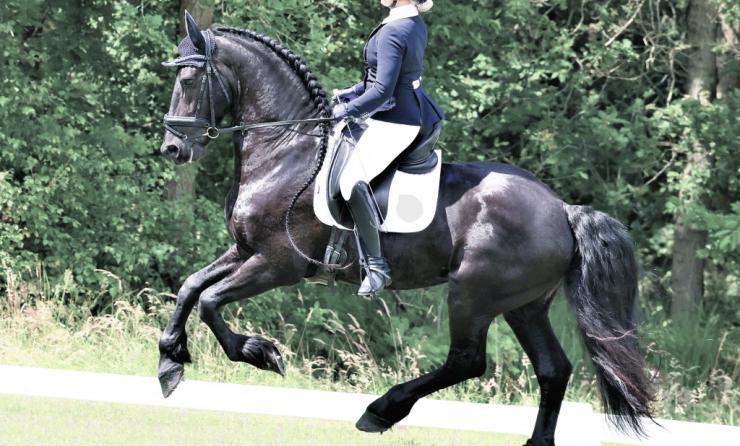 Gallery Photo of RONAN STER SPORT - #49
