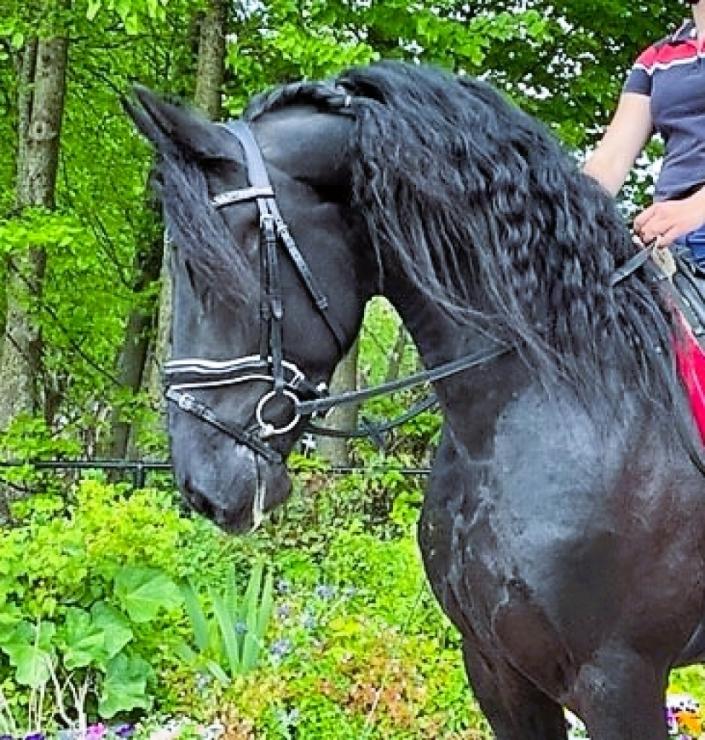 Gallery Photo of Vito - #13