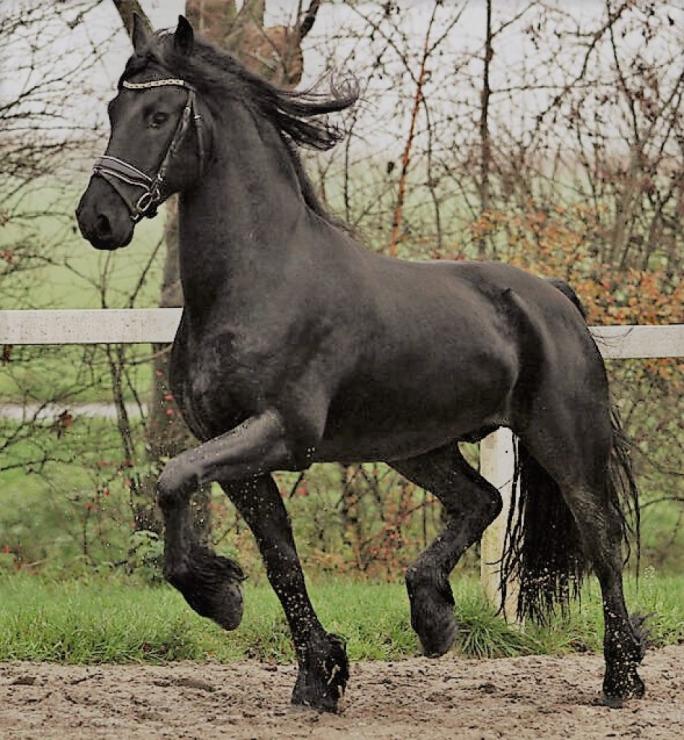 Gallery Photo of ZANE BSF - #37