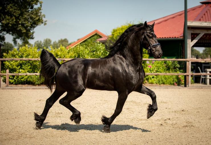 Gallery Photo of Dirk van Doorndraai STER - #13