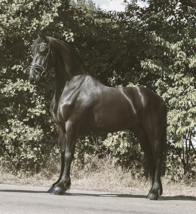Gallery Photo of ARLO STER - #3