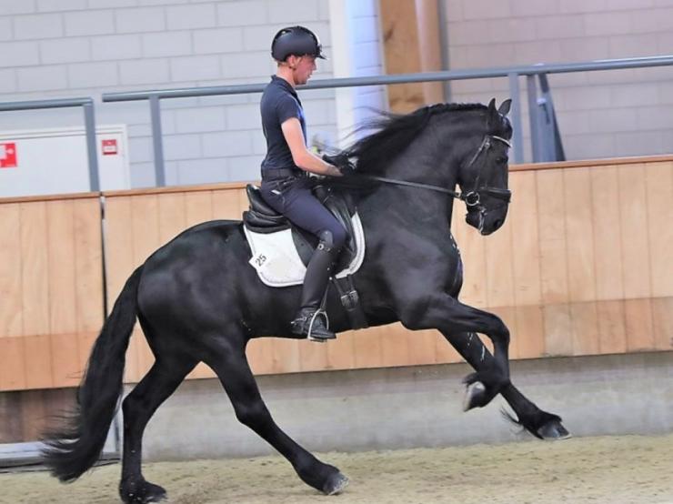 Gallery Photo of ARLO STER - #16
