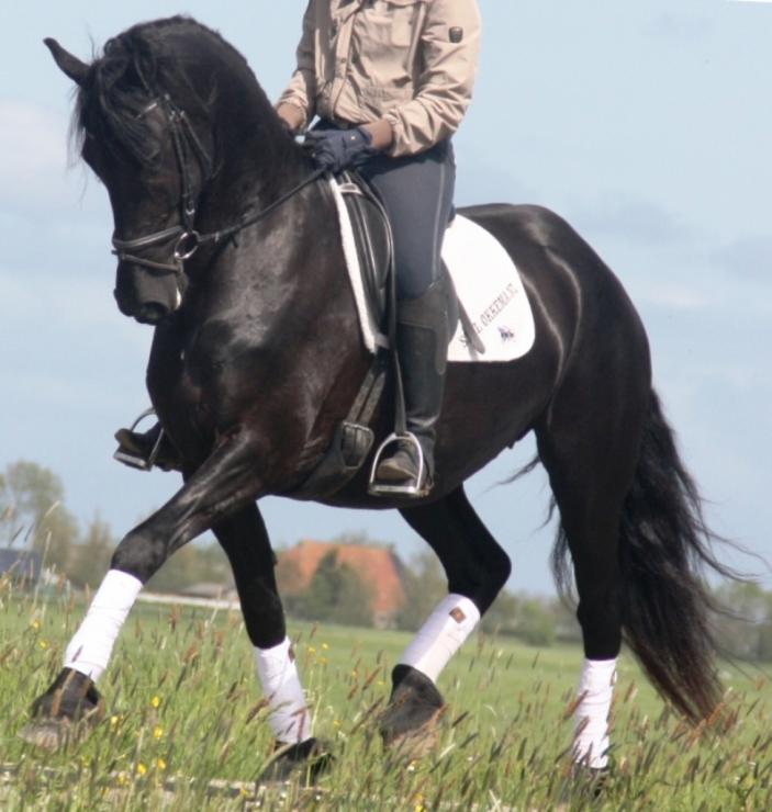 Gallery Photo of AVINA - #1