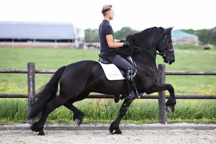 Gallery Photo of ALDO STER  - #15