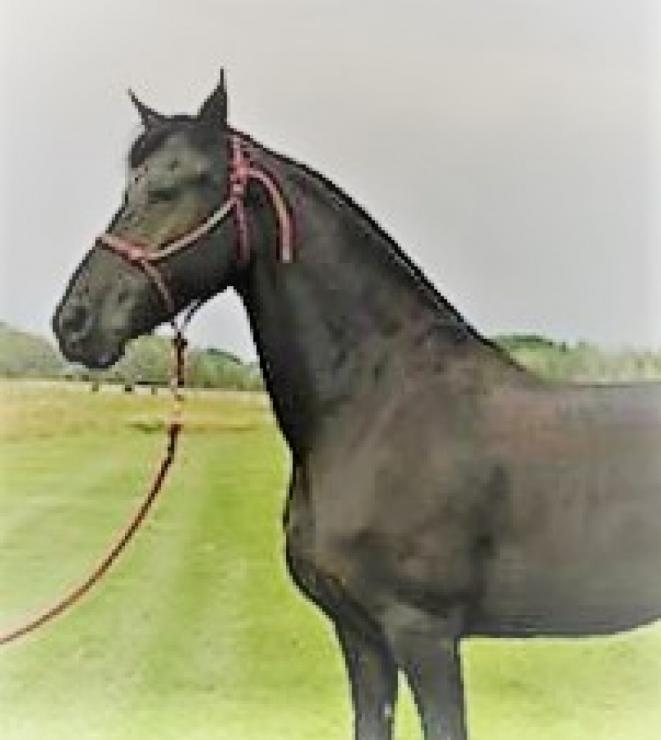 Gallery Photo of AVINA - #24