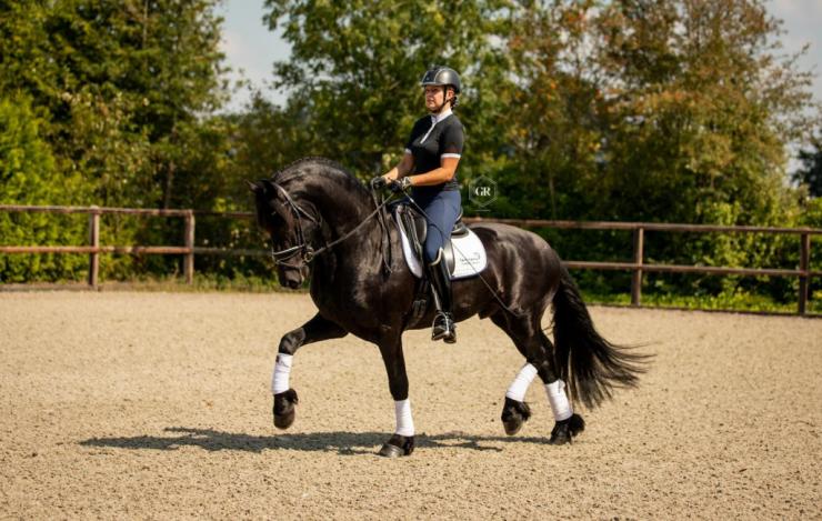 Gallery Photo of Dirk van Doorndraai STER - #14