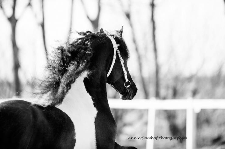 Gallery Photo of FINLEY - #8