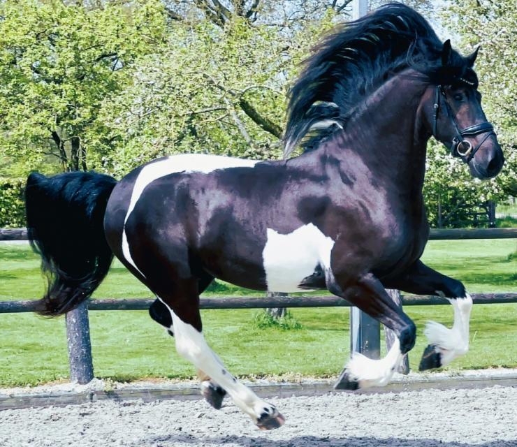 Gallery Photo of JAD - #27